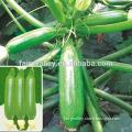 Hybrid Squash seeds for growing-Cage